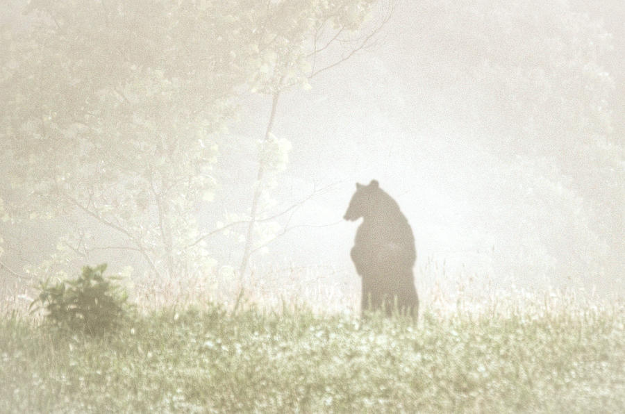 Mountain Pyrography - Big Bear by Lori Douthat