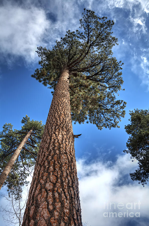 Nature Photograph - Big Bear Pine Tree by Eddie Yerkish