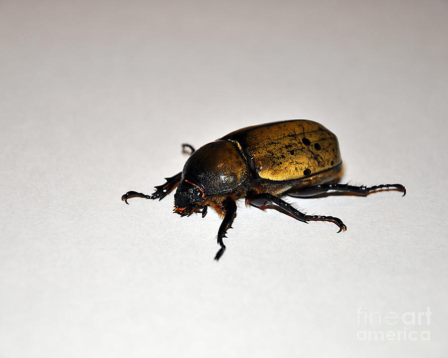 Big Beautiful Beetle Photograph by Al Powell Photography USA