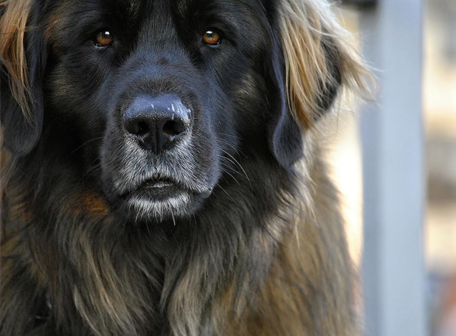 Big Beautiful Dog Leonberger Photograph by Marysue Ryan