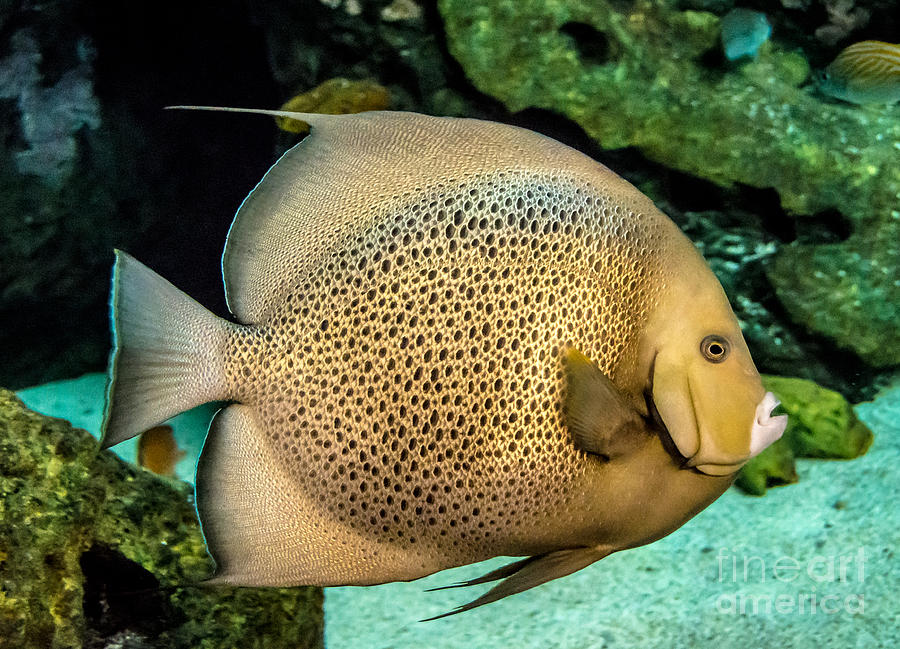 Big Beautiful Fish Photograph by Cheryl Baxter