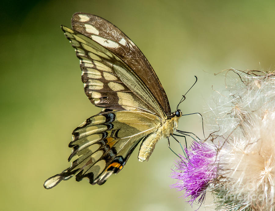 Big Beautiful Swallowtail Photograph by Cheryl Baxter