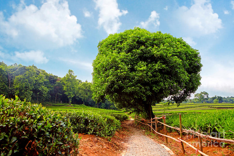 Big Beautiful Tea Plantation Photograph by Boon Mee