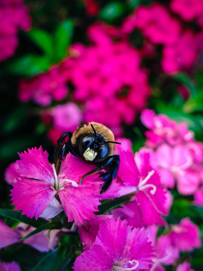 Big Bee Photograph by Stacy Michelle Smith