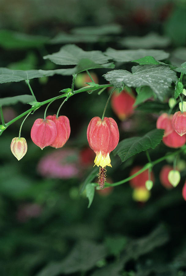 Big Bell Flowering Maple Photograph by Science Photo Library Big Bell Flowering Maple Photograph by Science Photo Library