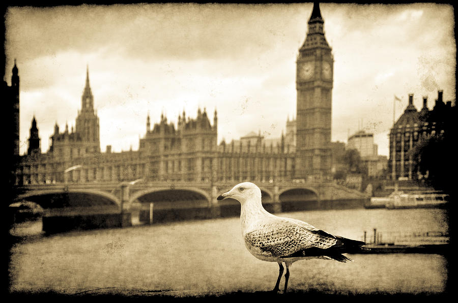 Big Ben and the Seagull Photograph by Jennifer Wright
