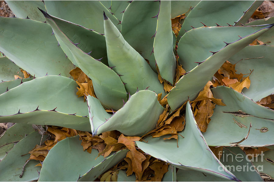 Big Bend Agave Photograph by Inge Johnsson