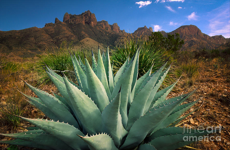 Big Bend Century Plant Photograph by Inge Johnsson