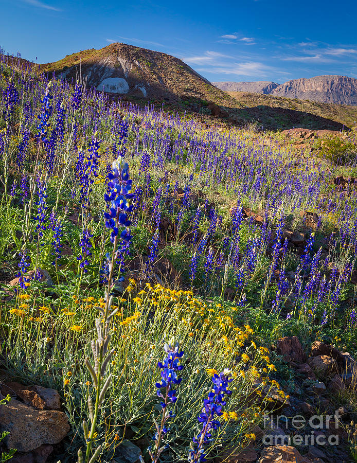 Flower Photograph - Big Bend Flower Meadow by Inge Johnsson
