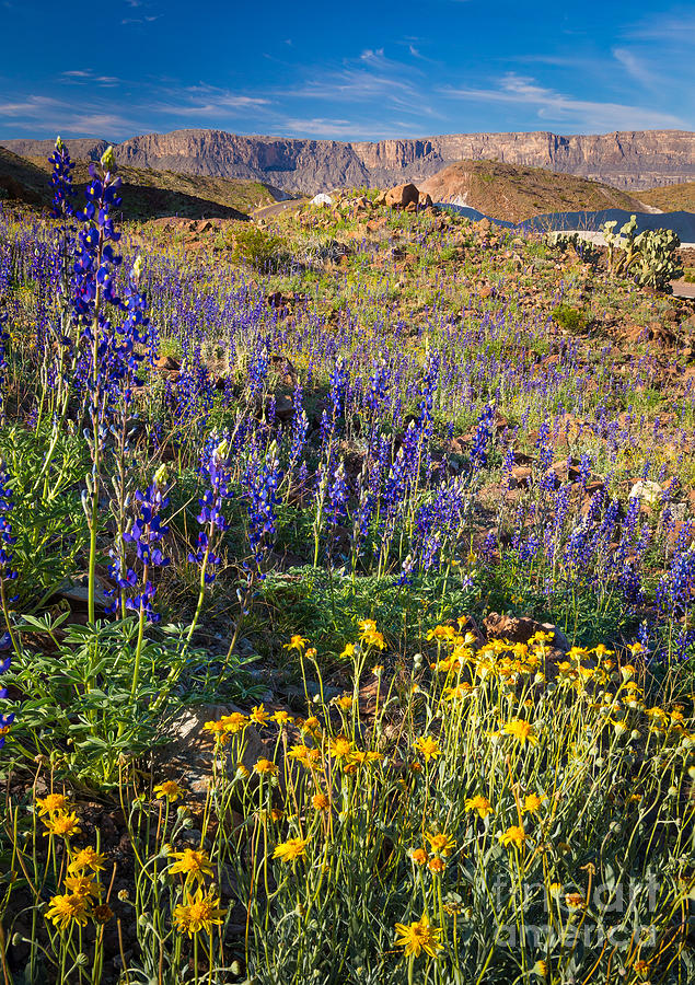 Big Bend Flowers Photograph by Inge Johnsson