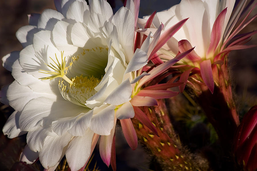 Big Bertha Blooms Photograph by Leda Robertson