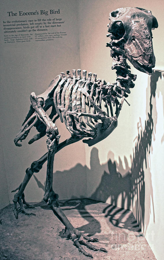 Smithsonian Photograph - Big Birds Bones by Gregory Dyer