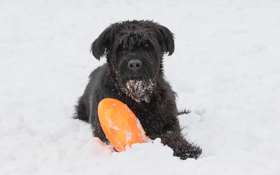 Winter Photograph - Big Black Schnauzer dog is looking at the camera by Jaroslav Frank