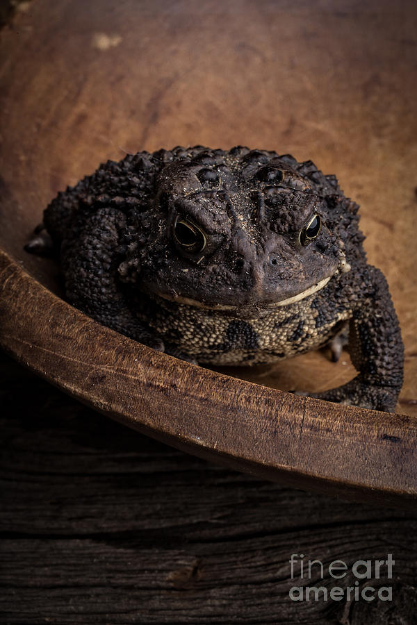 Big Black Toad Photograph by Edward Fielding