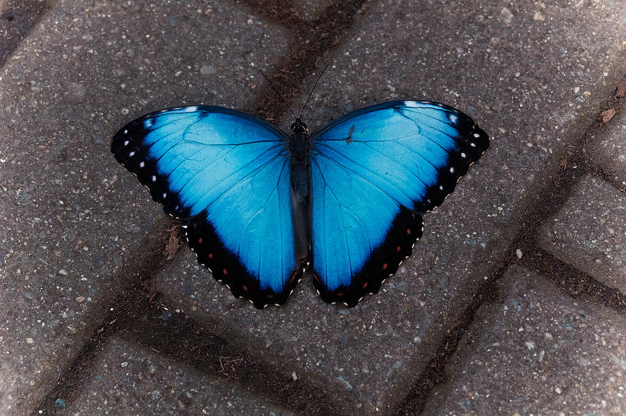 Nature Photograph - Big Blue by LA Beaulieu