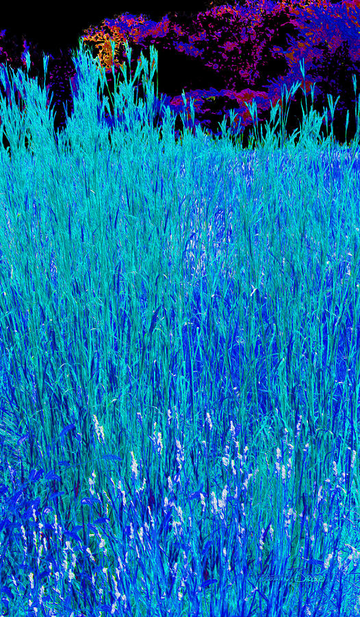 Big Bluestem Grass Impressions Photograph by Robert J Sadler