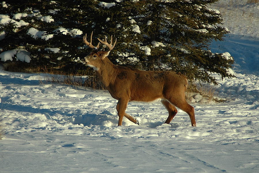 Deer Photograph - Big Boy in early Winter by Sandra Updyke