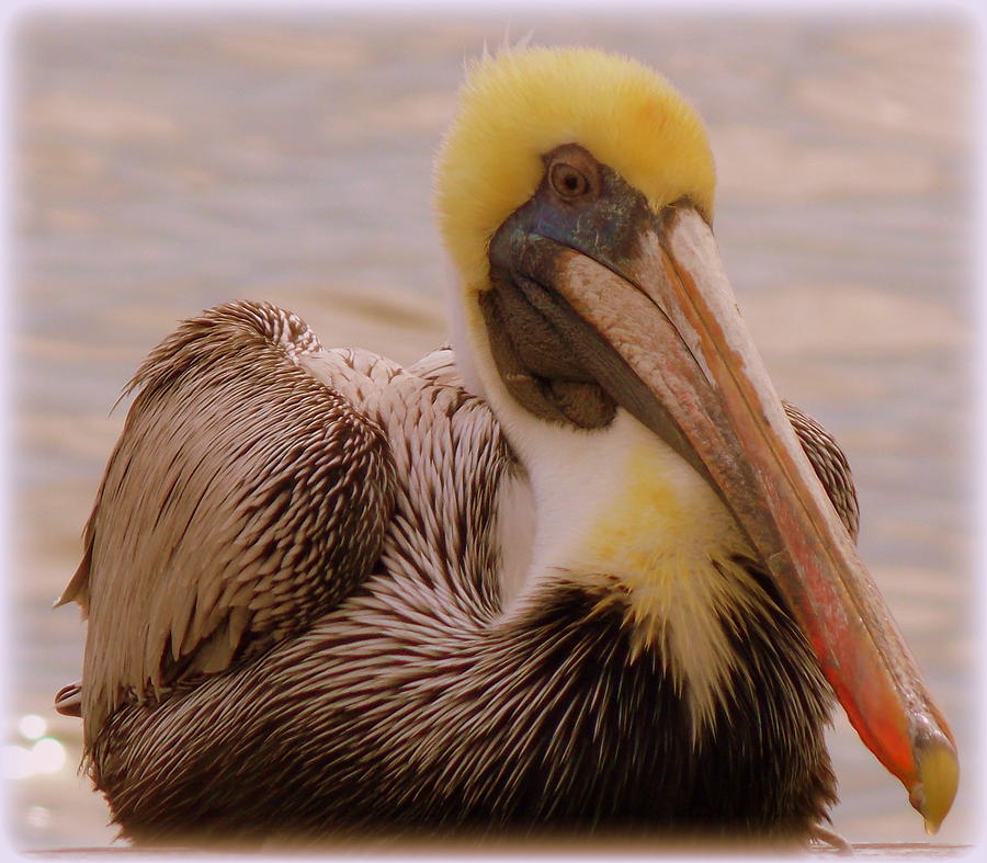Big Boy Pelican Photograph by Sheri McLeroy