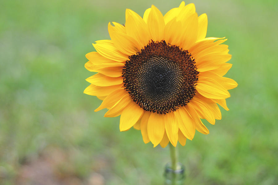 Big Bright Yellow Colorful Sunflower Art Print Photograph by Terry DeLuco