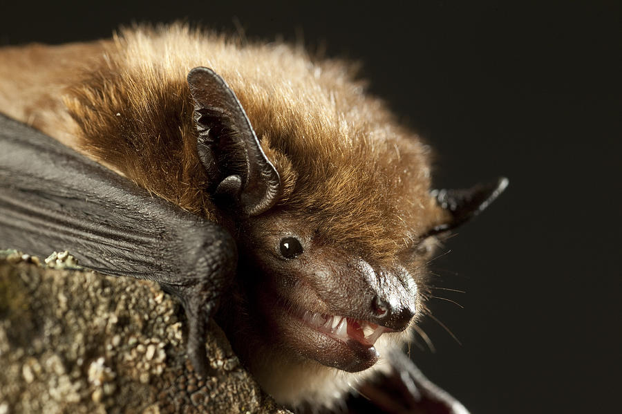 Big Brown Bat  Washington Photograph by Michael Durham