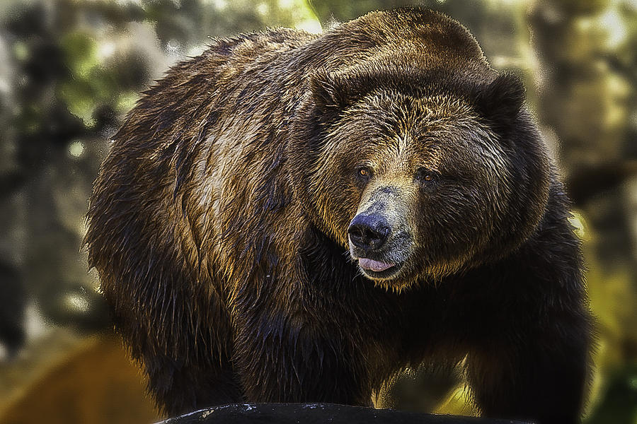 Big Brown Bear Photograph by Donald Brown