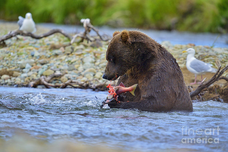 Brown Bear Photograph - Big brown bear eating salmon in stream by Dan Friend