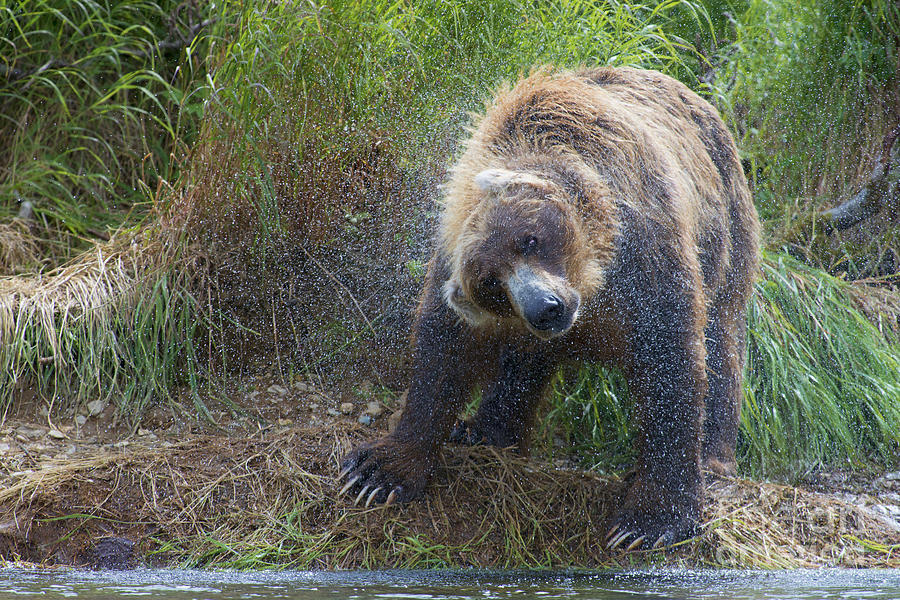 Big Brown Bear Shaking Off Water Photograph by Dan Friend
