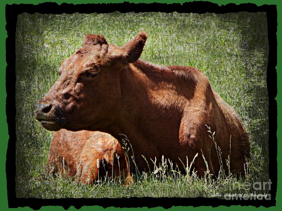 Farm Animals Photograph - Big Brown Cow by Bobbee Rickard