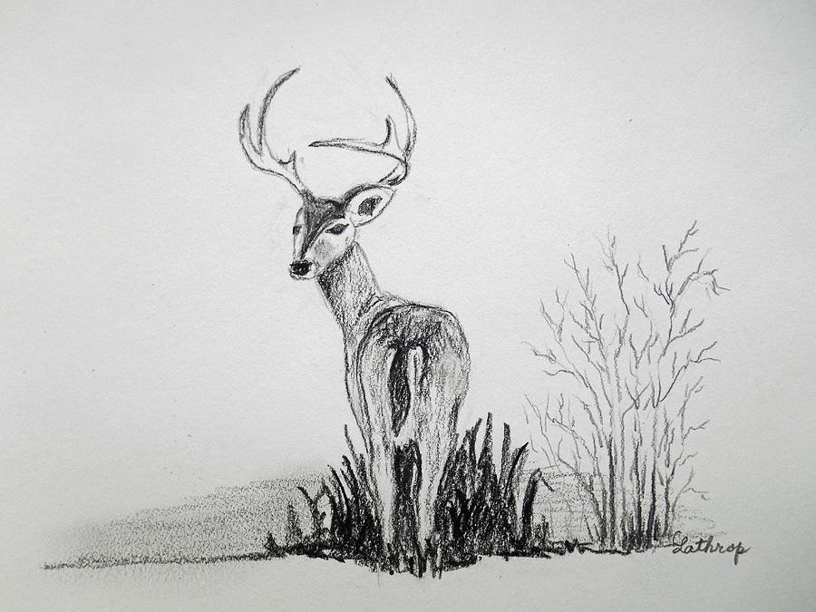Big Buck Painting by Christine Lathrop
