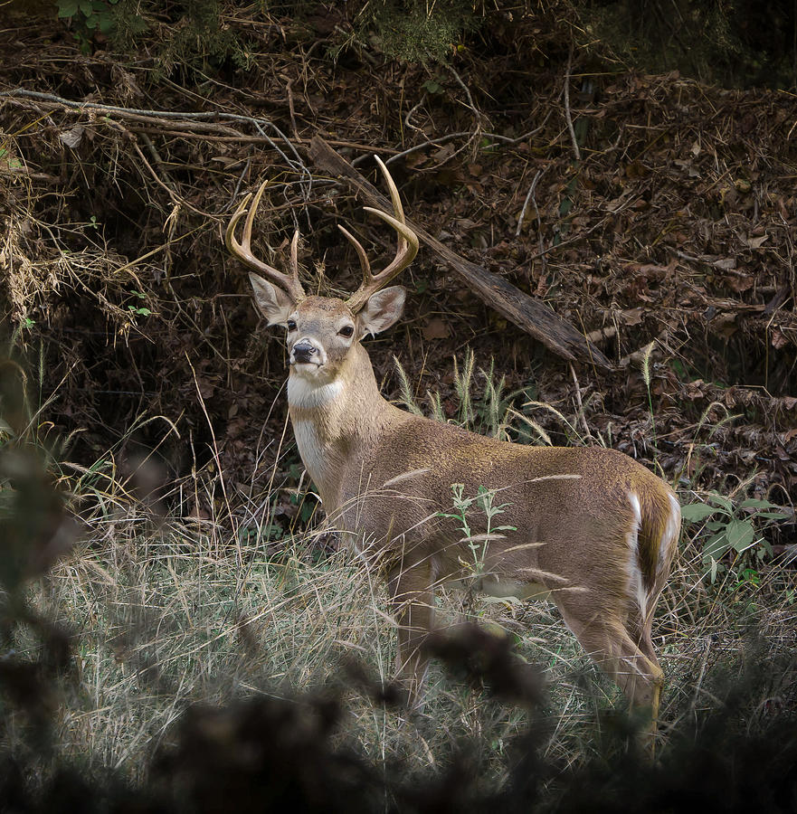 Big Buck Photograph by John Johnson
