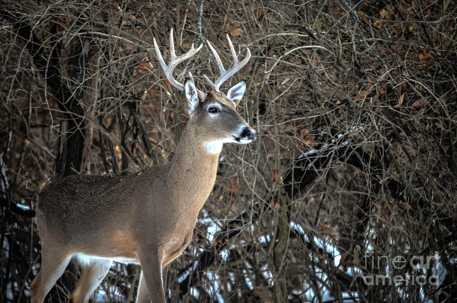 Big Buck Photograph by Peggy Franz