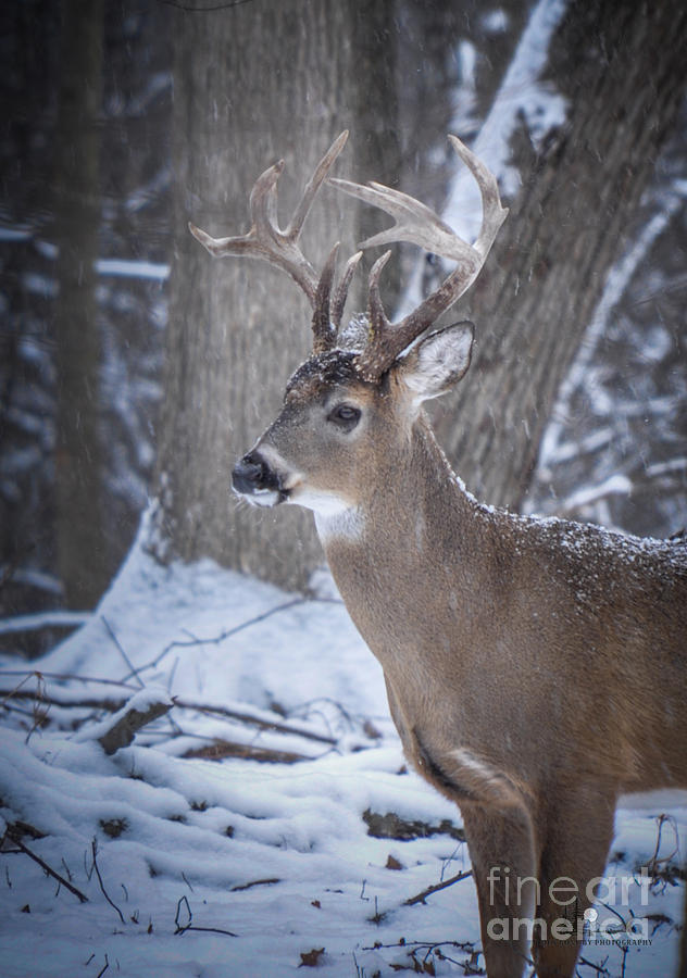 Big Buck Photograph by Ronald Grogan