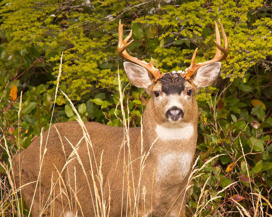 Big Buck Photograph by Stephanie Jurries | Fine Art America