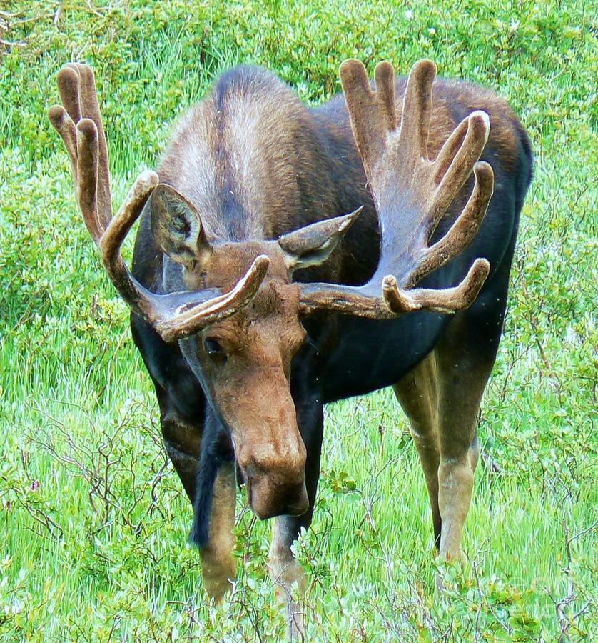 Moose Photograph - Big Bull at Long Lake by Harriet Peck Taylor