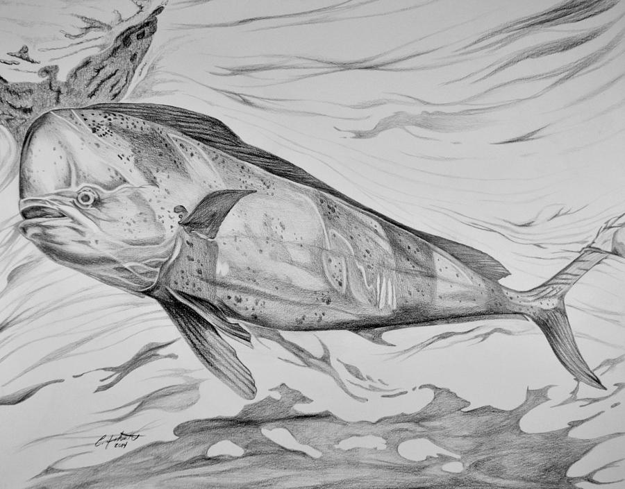 Black And White Drawing - Big Bull Dolphin by Edward Johnston