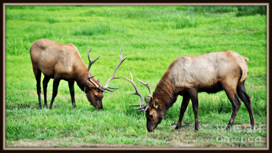 Big Bull Elk  Photograph by Mindy Bench