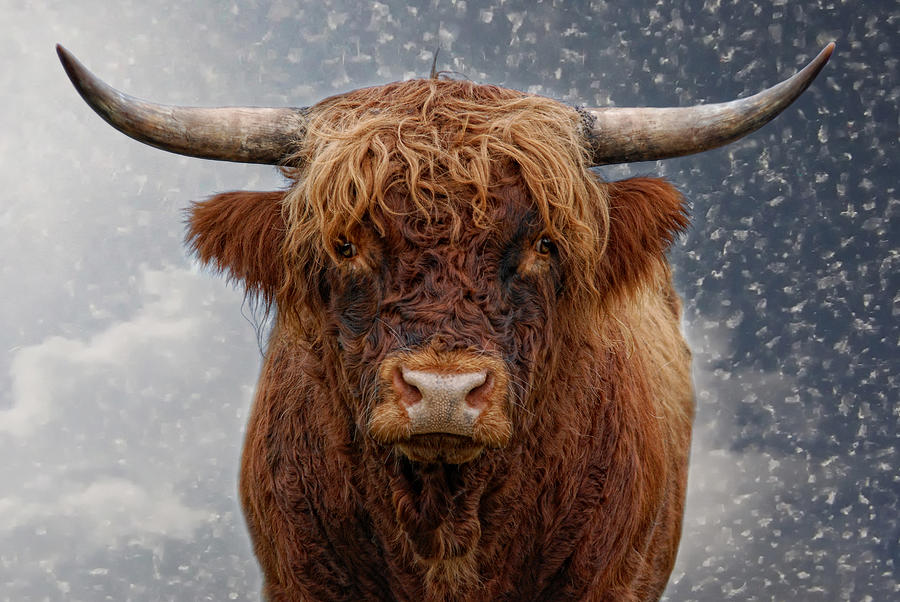 Animal Photograph - Big Bull by Joachim G Pinkawa