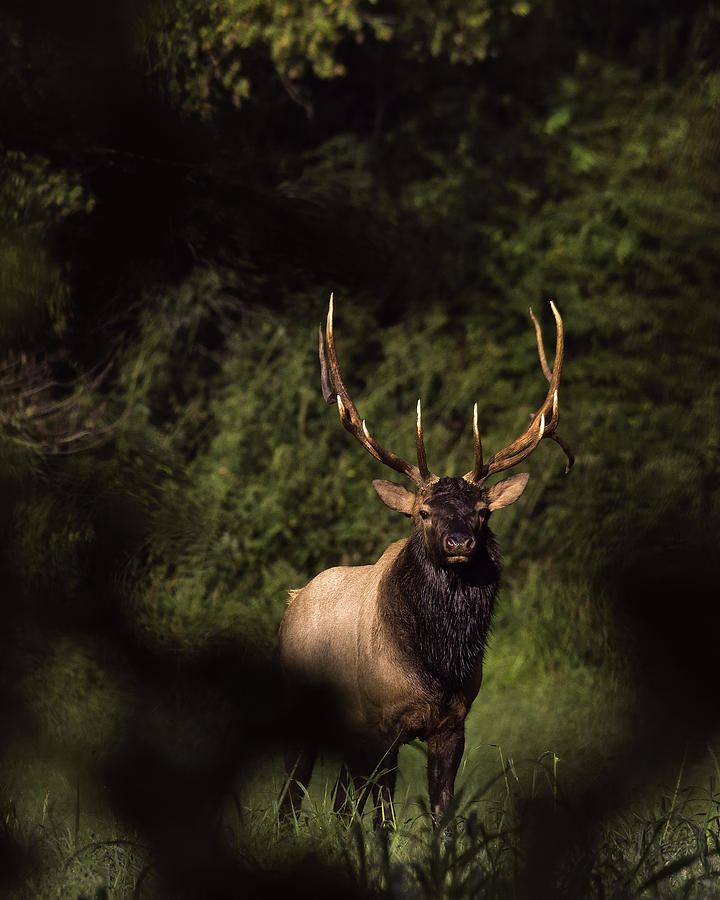 Big Bull Through Cover Photograph by Michael Dougherty