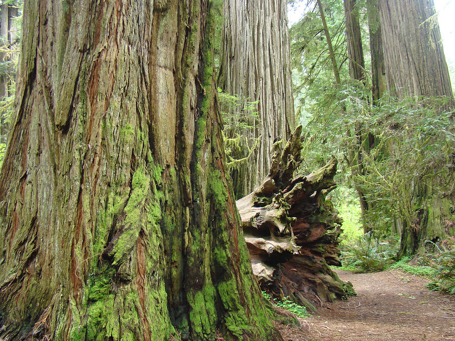 Tree Photograph - Big California Redwood Tree Forest art prints by Patti Baslee