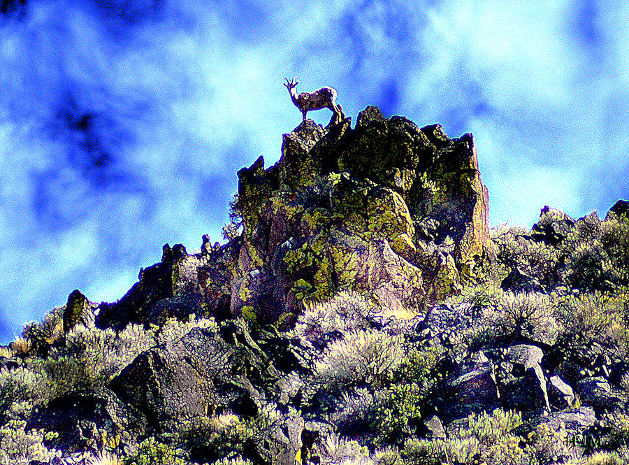 Big Canyon Sheep Photograph by Mayhem Mediums