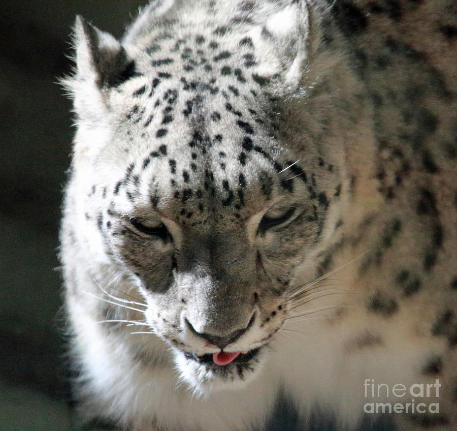 Big Cat Beauty Photograph by Mary Haber