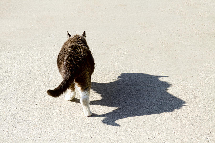 Big Cat Ferocious Shadow Photograph by James BO Insogna