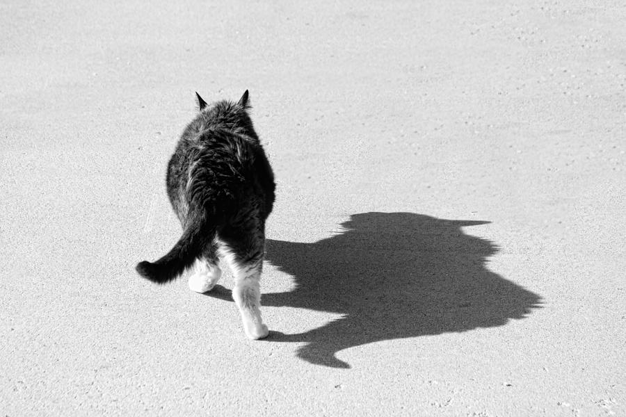 Cat Photograph - Big Cat Ferocious Shadow Monochrome by James BO Insogna