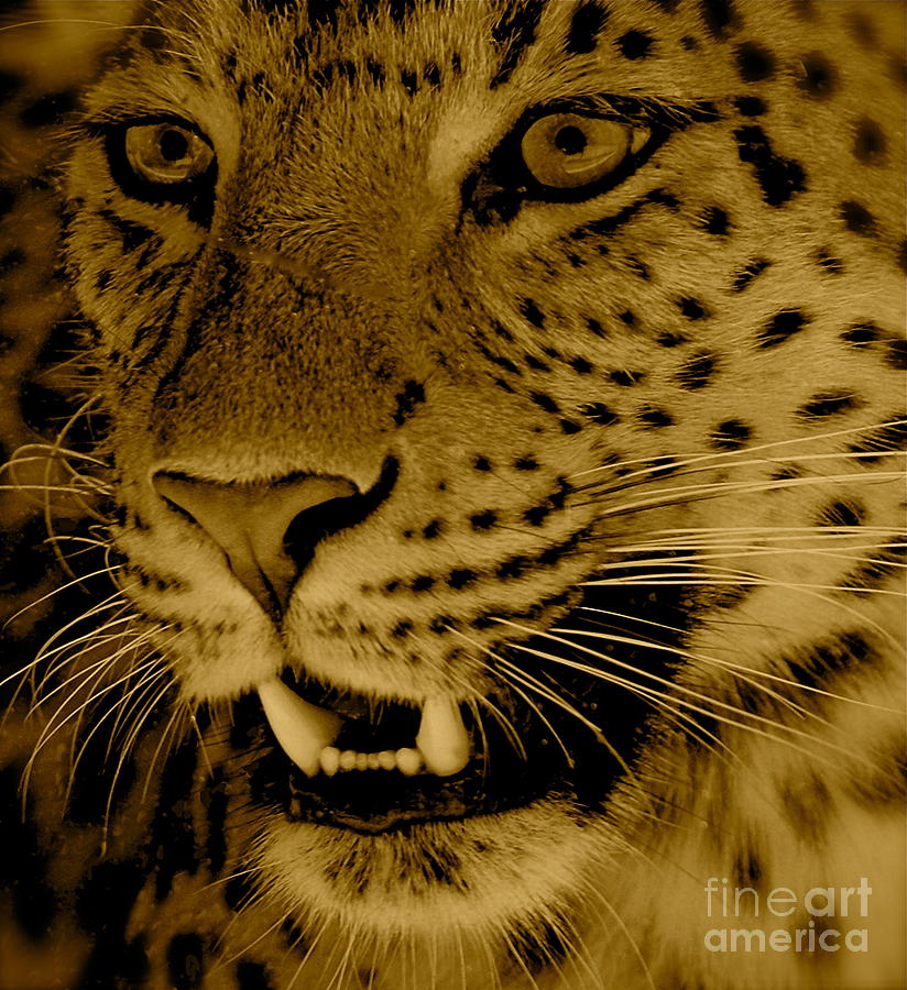 Cat Photograph - Big Cat in Sepia by Louise Fahy