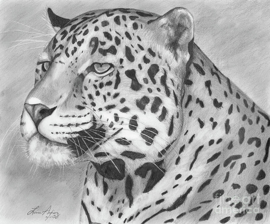 Big Cat Drawing by Lena Auxier