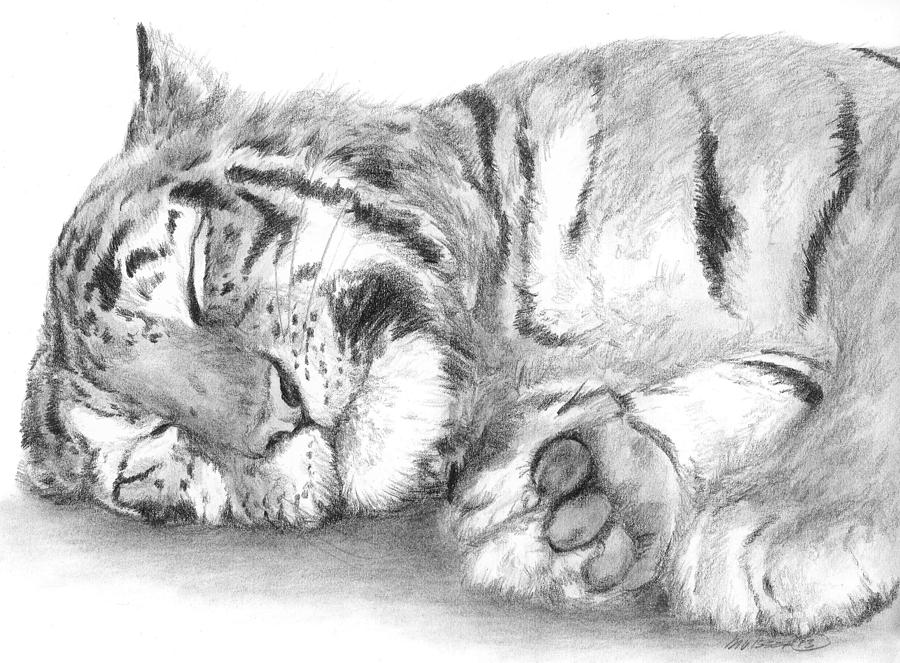 Big cat nap Drawing by Meagan  Visser