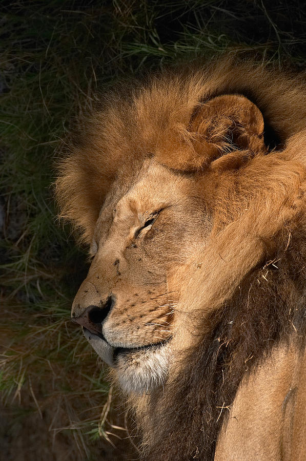 Big Cat Nap Photograph by Randall Ingalls - Fine Art America