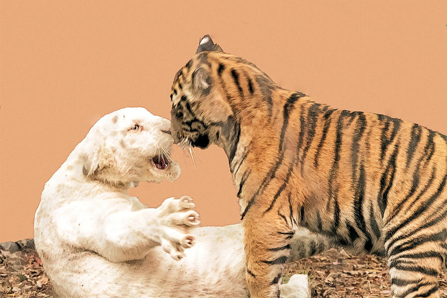 Big Cat Spat Nose To Nose Photograph by Constantine Gregory