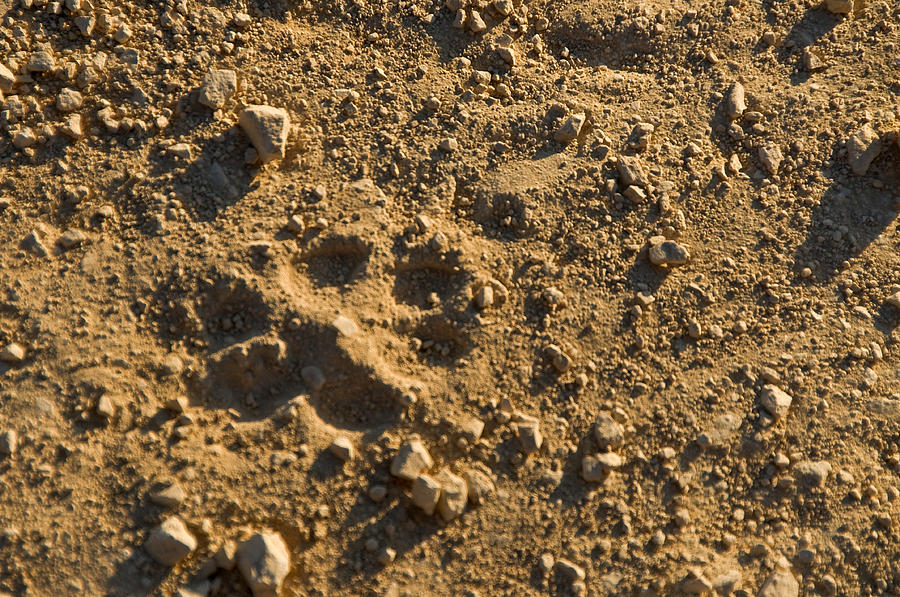 big-cat-tracks-photograph-by-scott-lenhart-fine-art-america