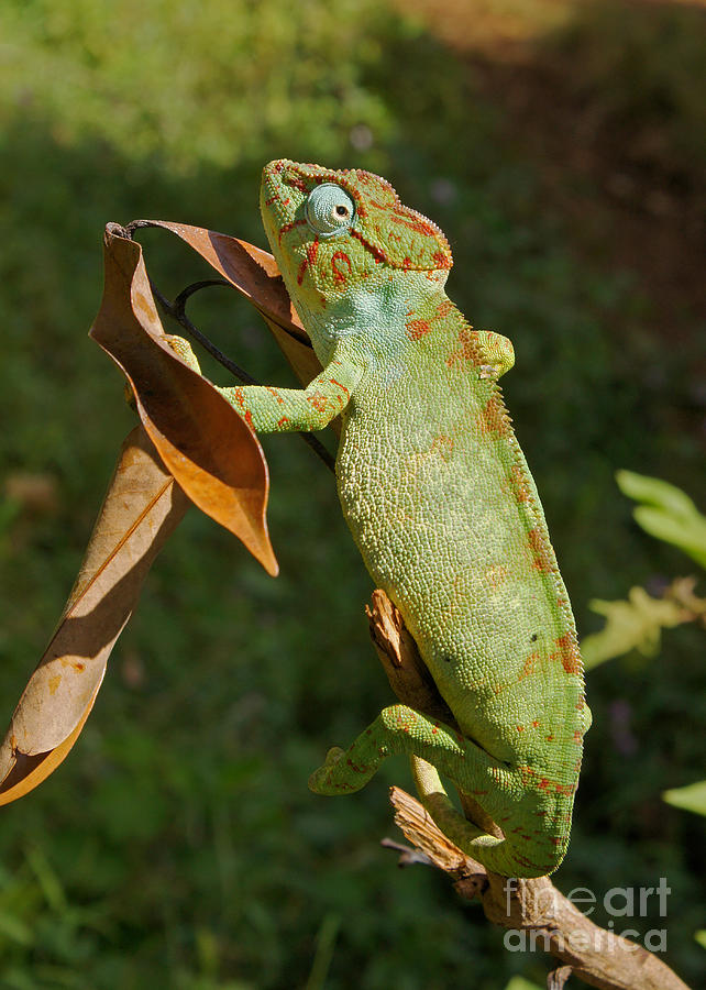 big chameleon of Madagascar 20 Photograph by Rudi Prott